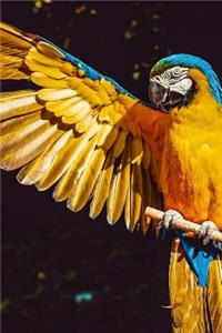 Blue and Gold Macaw with Outstretched wing Journal