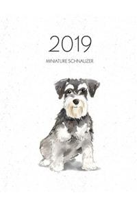 2019 Miniature Schnauzer
