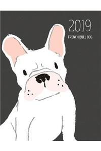 2019 French Bull Dog
