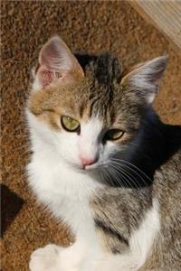 Precious Little Calico Kitten Sweet Pet Journal