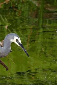 White Faced Heron Notebook