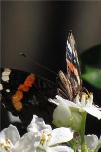 Butterfly Notebook