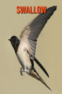 Swallow