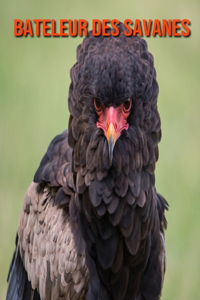 Bateleur des Savanes