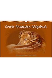 Chiots Rhodesian Ridgeback 2017