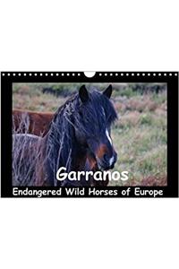 Garranos - Endangered Wild Horses of Europe 2018