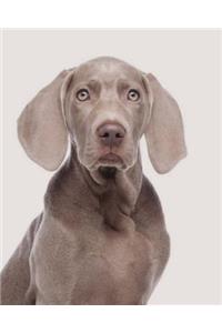 Weimaraner