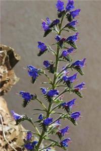 Beautiful True-Blue Flowers of the Italian Bugloss Blossoming in the Summer Journal