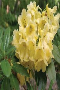 Floral Journal Rhododendron Blooms: (Notebook, Diary, Blank Book)