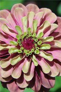 Chrysanthemum (Journal / Notebook)