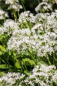 Bear's Garlic Flowers Growing in a Field Journal