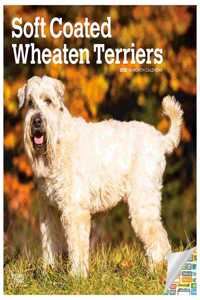 Wheaten Terriers Soft Coated 2022 Square