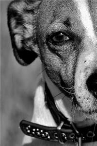 Jack Russell Terrier Staring You Down Black and White Journal