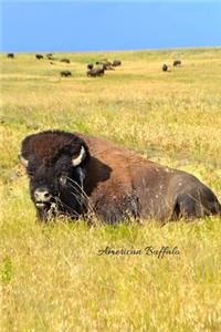 American Buffalo