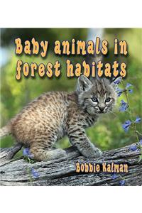 Baby Animals in Forest Habitats