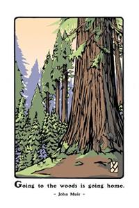 Giant Sequoia