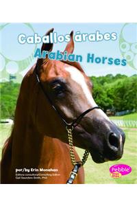 Caballos Rabes/Arabian Horses