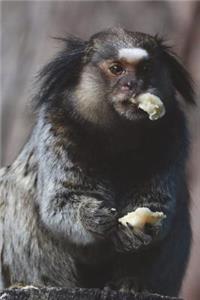 Black-Tufted Marmoset Journal