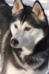 Beautiful Husky Dog in the Snow Journal