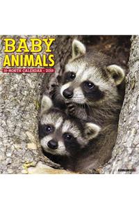 Baby Animals 2019 Wall Calendar