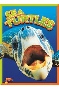 Sea Turtles