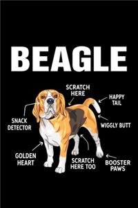 Beagle