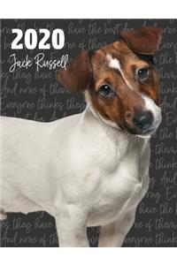 2020 Jack Russell