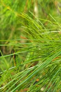 2020 Weekly Planner Bright Green Pine Needles 134 Pages