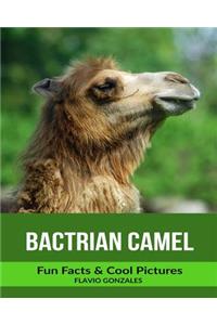 Bactrian Camel: Fun Facts & Cool Pictures