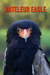 Bateleur Eagle