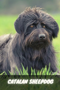 Catalan Sheepdog