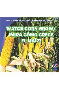 Watch Corn Grow / ¡Mira Cómo Crece El Maíz!