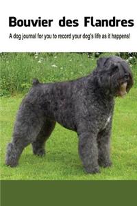 Bouvier des Flandres