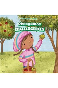 Recogemos Manzanas (We Pick Apples)