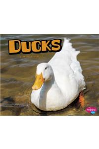 Ducks