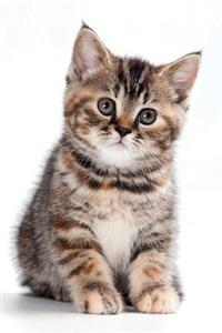 British Kitten October Notebook & Journal. Productivity Work Planner & Idea Notepad