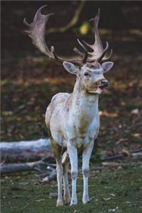 The Fallow Deer Journal: 150 Page Lined Notebook/Diary