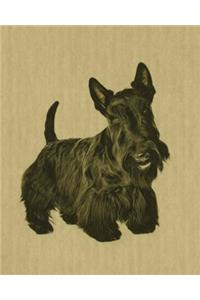 Scottish Terrier