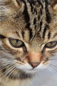 Very Close-Up Portrait of a Gray-Striped Tabby Kitten Journal
