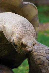 Galapagos Tortoise Notebook