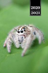 Spider Insect Week Planner Weekly Organizer Calendar 2020 / 2021 - Small White