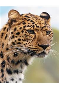 Leopard Notebook