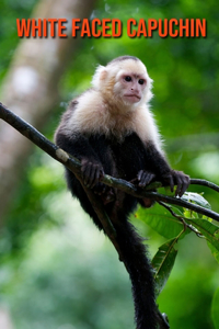 White Faced Capuchin