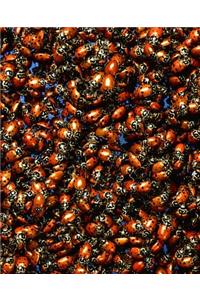 Insect School Composition Book Beetles Crawl Around Entomology