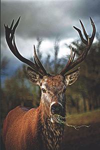 Stag Deer in the Woods