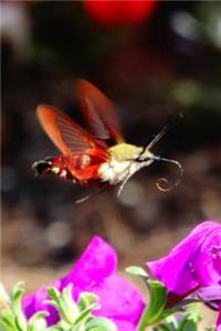 Pretty Blank Lined Journal for daily thoughts notebook Lovely Lake Arrowhead Photograph Hummingbird Moth