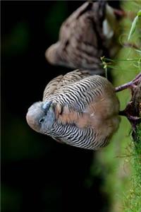 The Zebra Dove Bird Journal