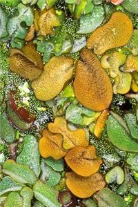 Floral Journal Giant Salvinia Fern