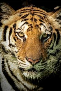 Energie - Der Tiger in dir Notizbuch