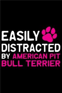 Easily Distracted by American Pit Bull Terrier